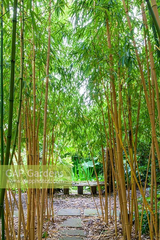 Avenue of Phyllostachys vivax 'Aureocaulis'- Bamboo leading to pond