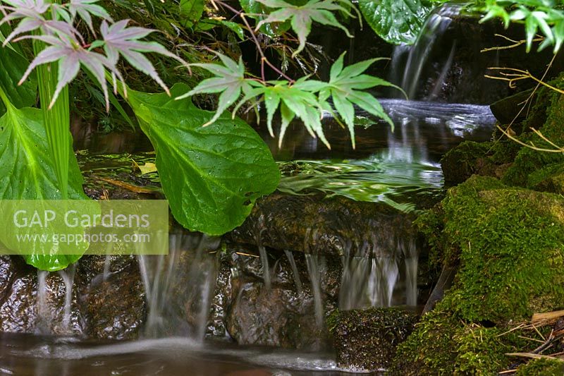 Cascade into pool with overhanging Bergenia and Acer palmatum.