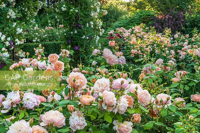 Rose garden at Hoopers Farm in Sussex