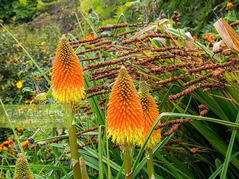 Kniphophia with  Crocosmia - Redhot pokers