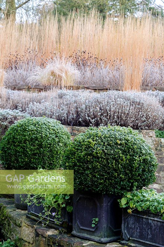 Grasses and lavenders, Nepeta, Calamagrostis with clipped box in containers, Gloucestershire