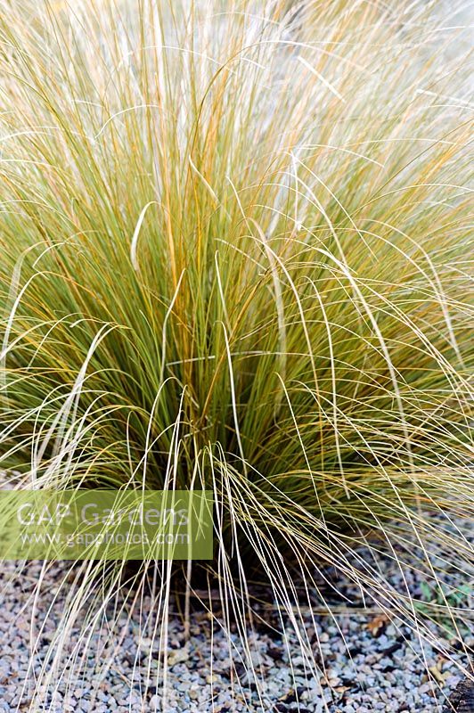Chionochloa rubra - red tussock grass