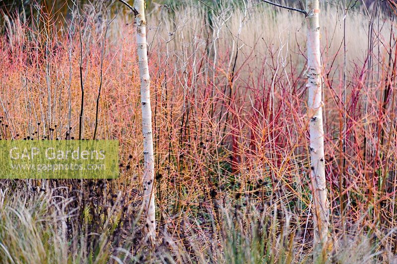 Betula with stems of Cornus with Pheasant Grass, Gloucestershire