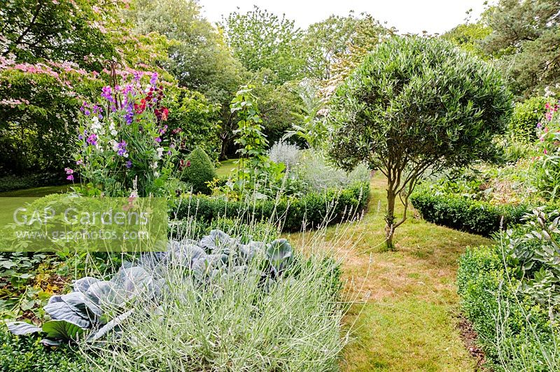 Vegetable garden with box edged beds, lavender and sweet peas
