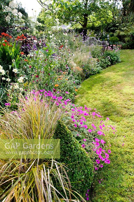 Grasses and herbaceous perennials with clipped box cone