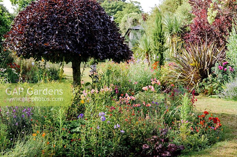 View of a herbaceous perennial border with central copper Fagus - Beech.