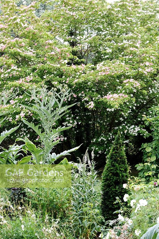 View of flowering Cornus and other trees and shrubs. 