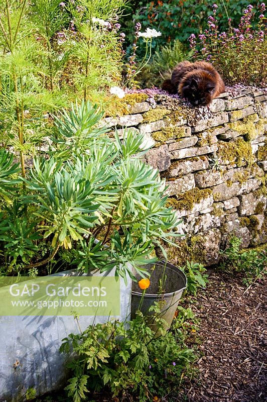 Cat on a wall planted with sedums and herbs. 