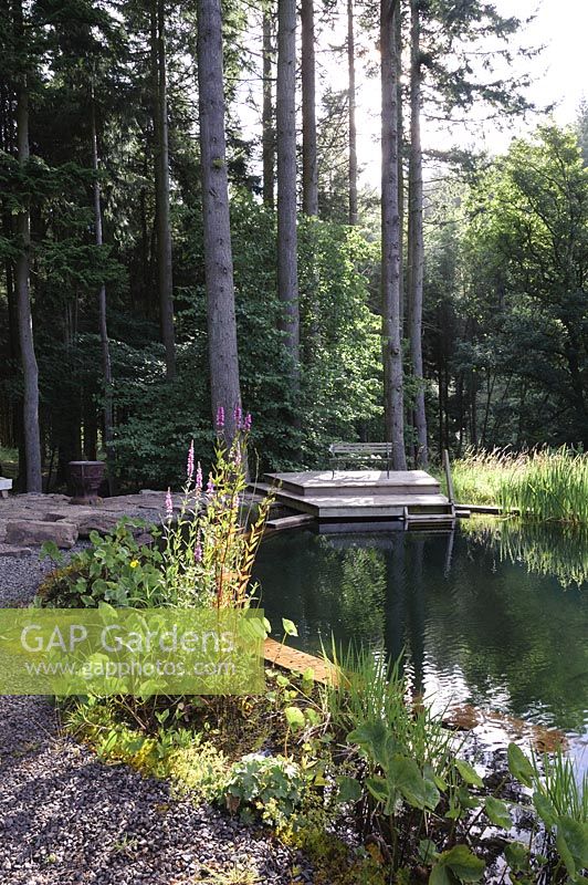 View of natural swimming pool overlooked by tall forest trees. 