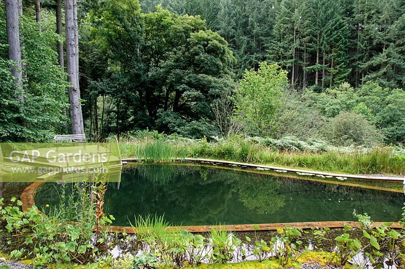 Natural swimming pond with views of the surrounding forest. 

