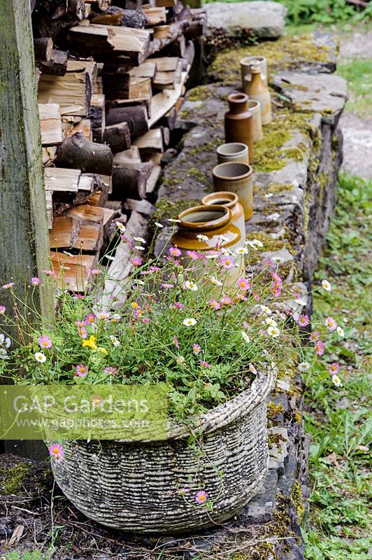Container of Erigeron karvinskianus - wall daisy.