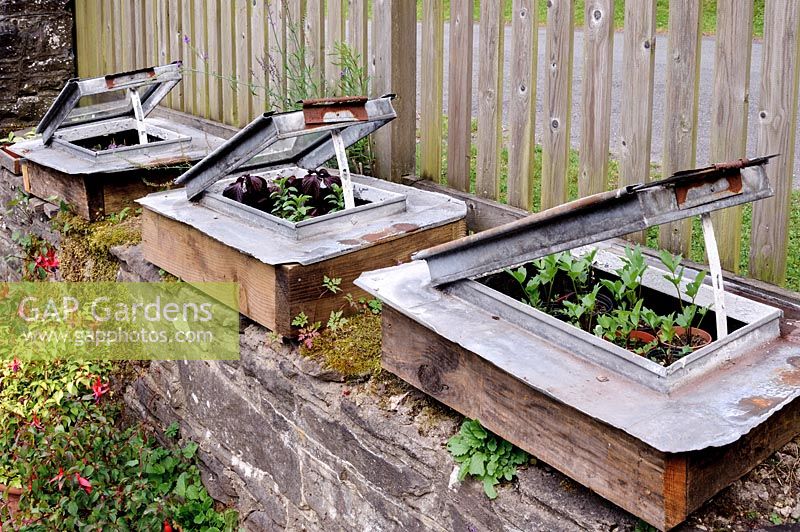 Mini cold frames made from redundant roof lights