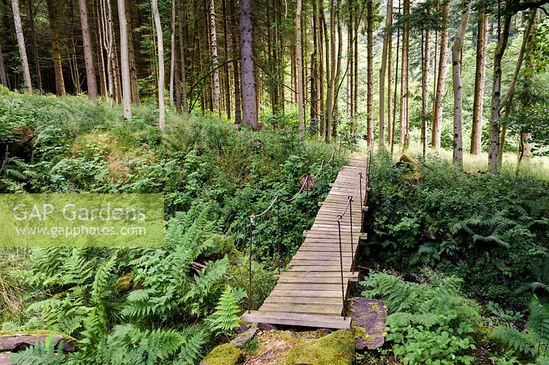 Bridge crosses gully leading to the river walk through tall forest trees. 