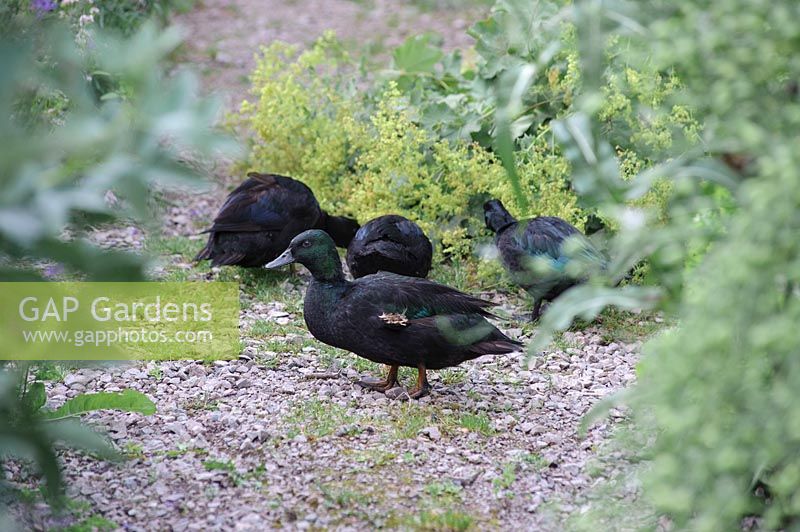 Black East Indian ducks forage in garden. 