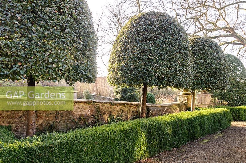 View of a line of clipped Quercus ilex - holm oaks in formal garden. 
