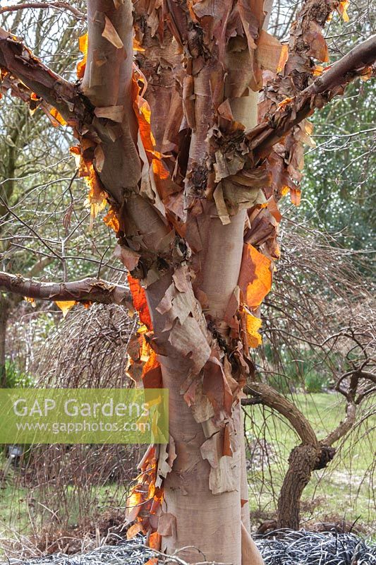 Betula albosinensis 'Bowling Green' - Chinese red birch 