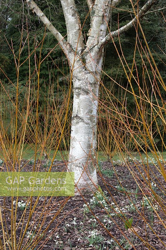 Betula Papyrifera 'St George' - paper birch and Salix Alba ' Britzensis' - willow