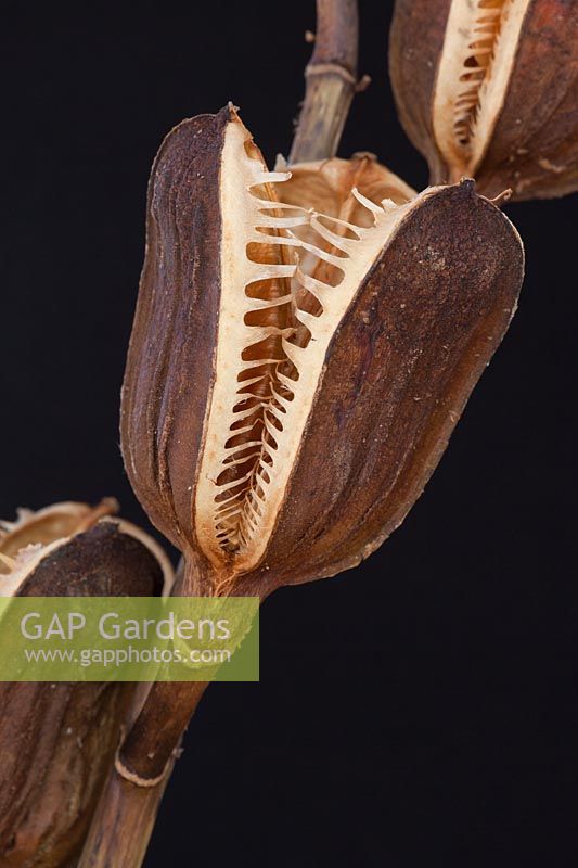 Cardiocrinum giganteum - giant Himalayan lily -  dried seed pod