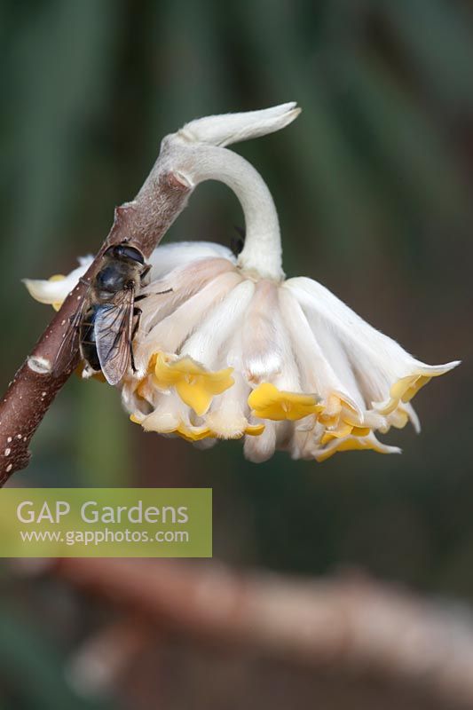 Bee on Edgeworthia chrysanthia - paperbush 