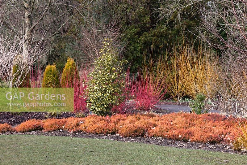 View of colourful winter-interest border