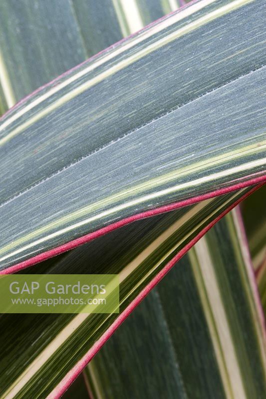 Phormium cookianum 'Tricolor' - New Zealand Flax