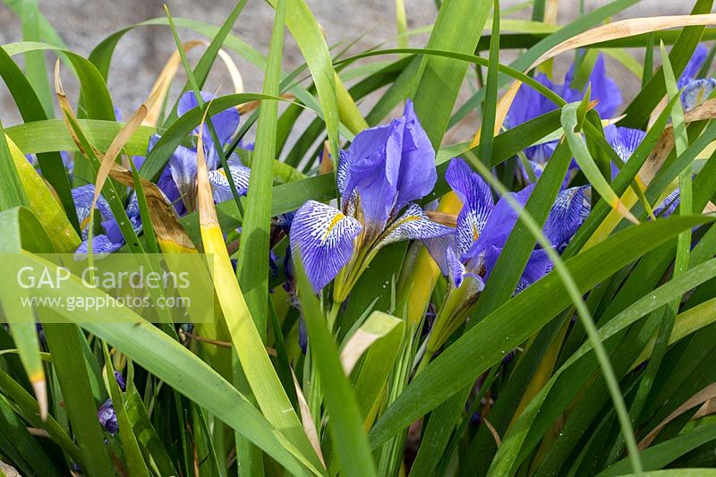 Iris lazica - Lazistan iris