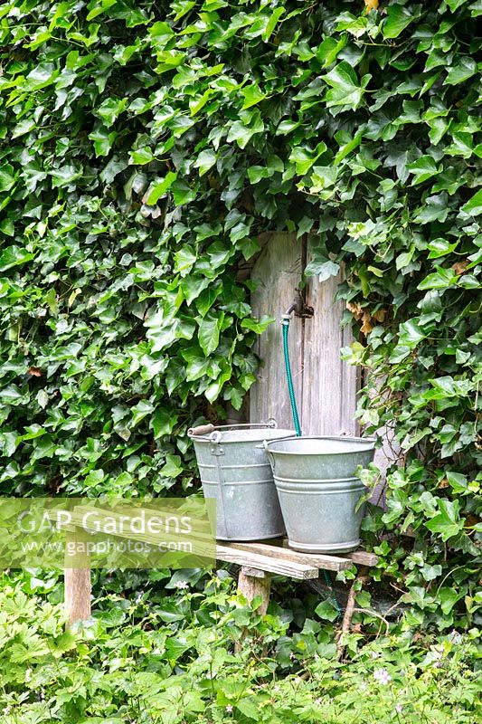 A watering station is surrounded by Hedera helix - Ivy. 