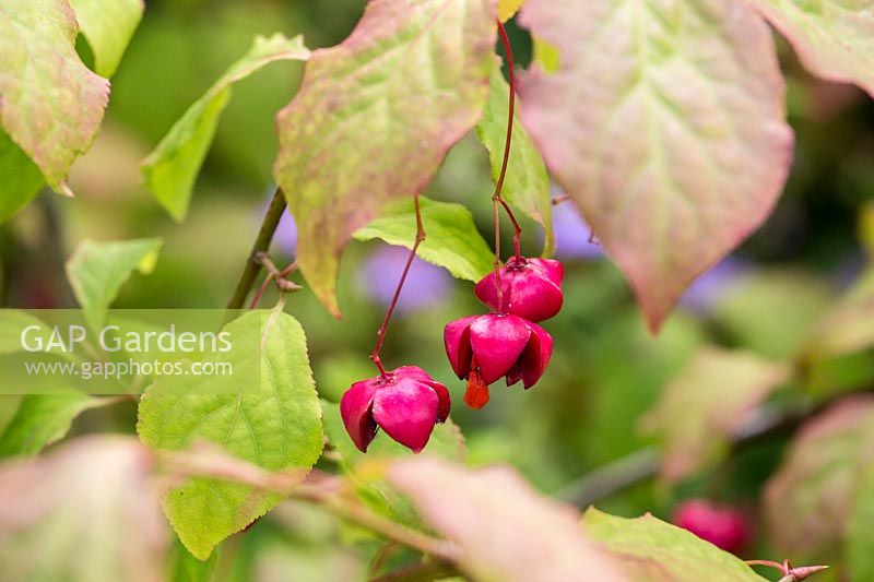 Euonymus planipes - flat-stalked spindle tree