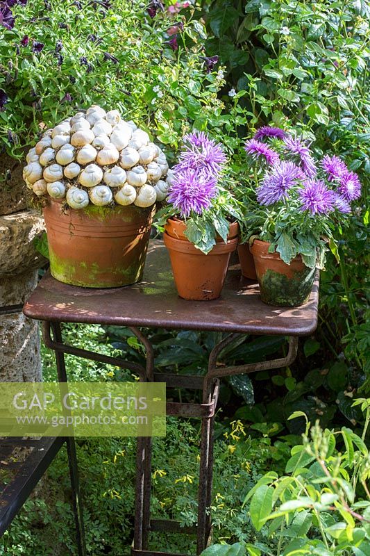 Potted Asters and snail houses arranged in clay pots. 