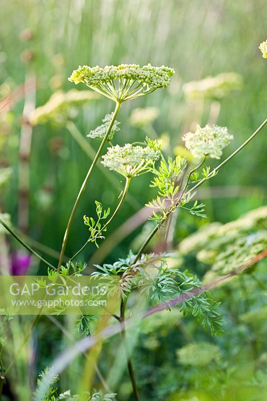 Cenolophium denudatum -  Baltic parsley