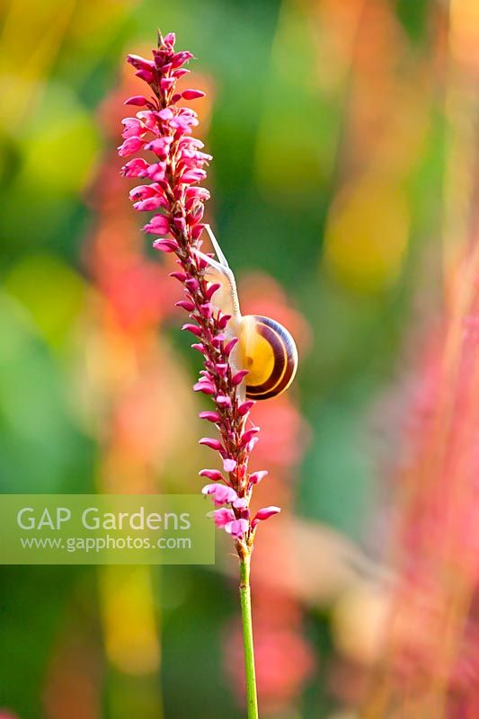 Snail on Persicaria amplexicaulis - red bistort.