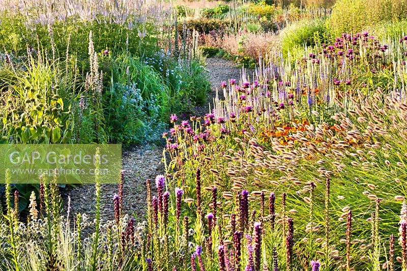 Flowering borders at Lianne's Siergrassen Prairie garden, De Wilp, Netherlands. Design by Lianne Pot.