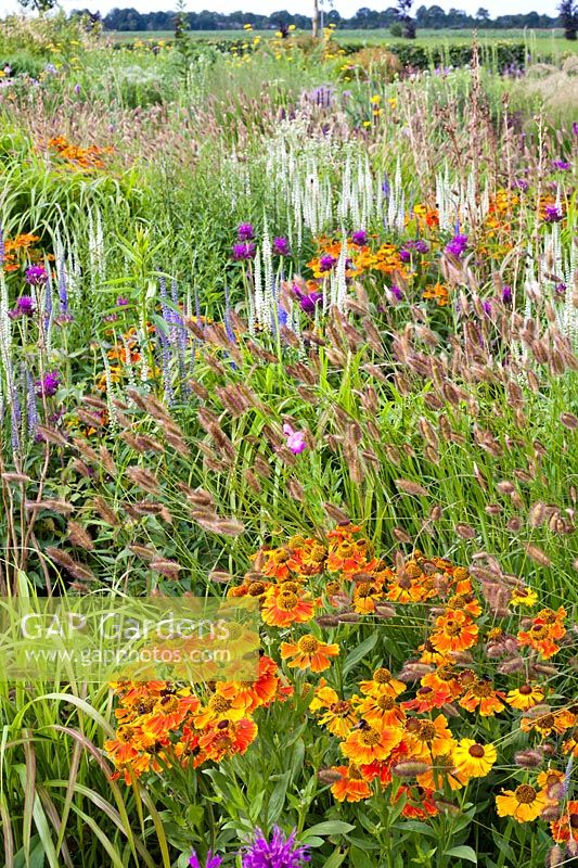 Prairie border with perennials and grasses in summer. Lianne's Siergrassen, De Wilp. Prairie garden. Design: Lianne Pot