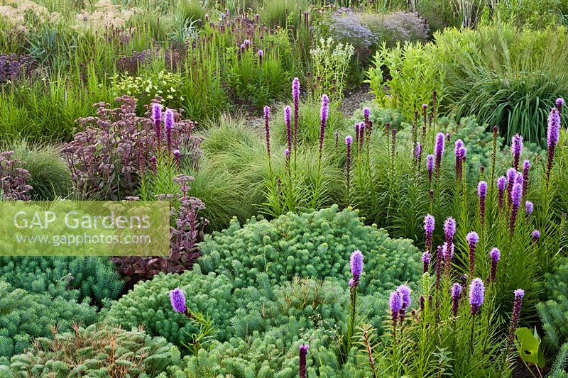 Prairie border with perennials and grasses in summer. Lianne's Siergrassen, De Wilp. Prairie garden. Design: Lianne Pot