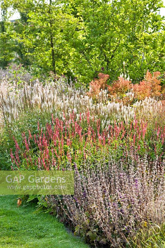 Persicaria, Veronicastrum and Salvia in mixed border, Netherlands
