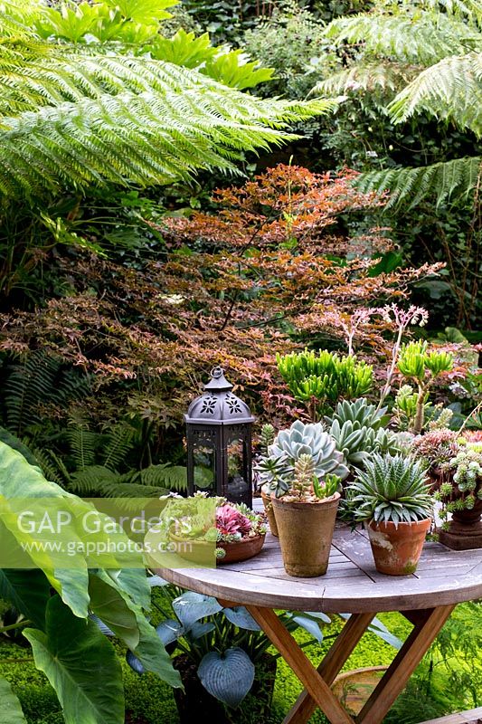 London patio garden Table with a variety of succulents echeverias and succulent sempervivums.