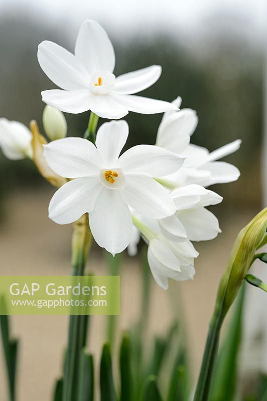 Narcissus papyraceus - paper-white daffodil