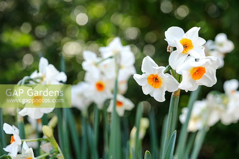 Narcissus 'Cragford' - daffodil