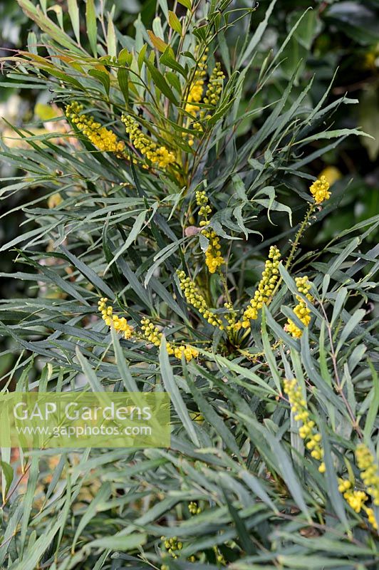 Mahonia eurybracteata ganpinensis 'Soft Caress'