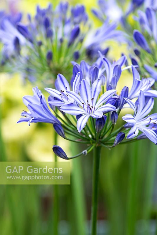Agapanthus 'Dokter brouwer' - African lily 