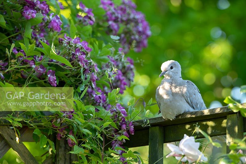 Streptopelia decaocto - Eurasian collared dove - sitting on a garden trellis. 