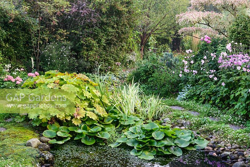 View of garden pond with marginal planting in NGS garden in St Albans, Hertfordshire, UK.