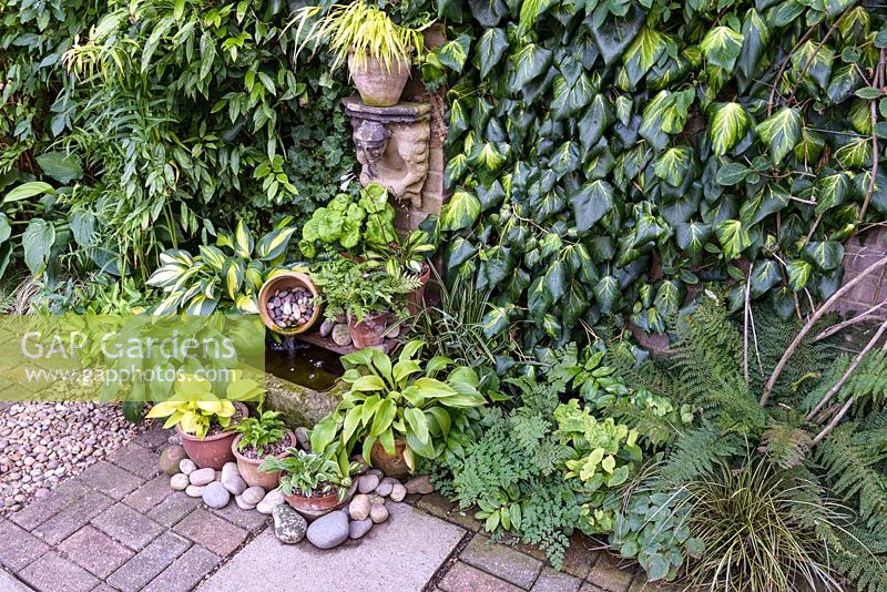 A focal point with display of potted hostas. 