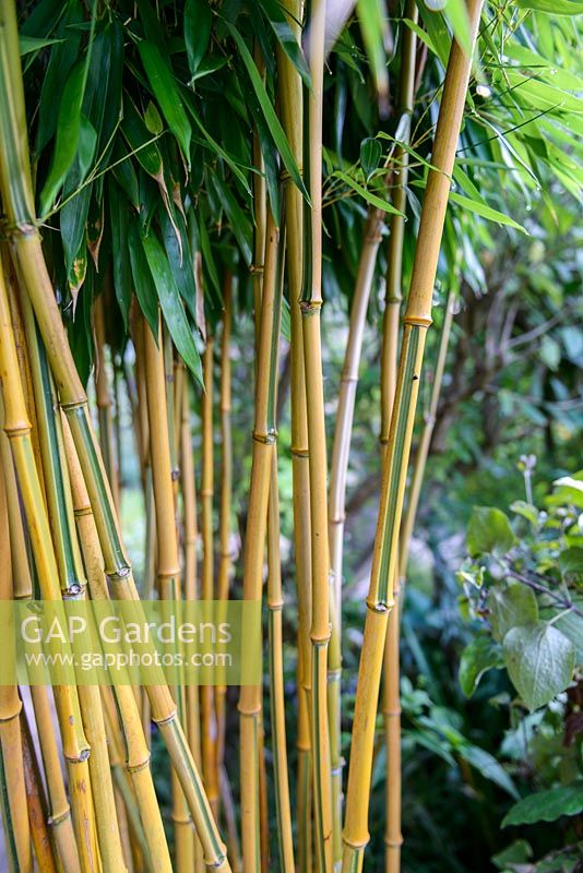 Phyllostachys aureosulcata f. spectabilis - showy yellow groove bamboo