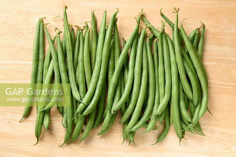 Phaseolus vulgaris 'Mamba' French climbing beans picked 