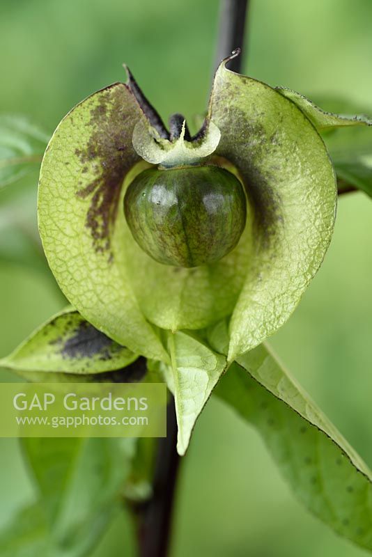 Nicandra physalodes - Shoo-fly - Apple of Peru Calyx and seed pod