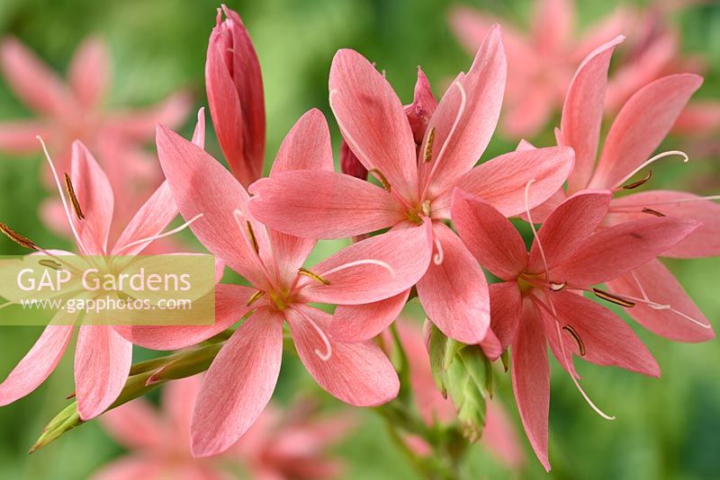 Hesperantha coccinea 'Fenland Daybreak' - Crimson flag lily Syn. Schizostylis coccinea