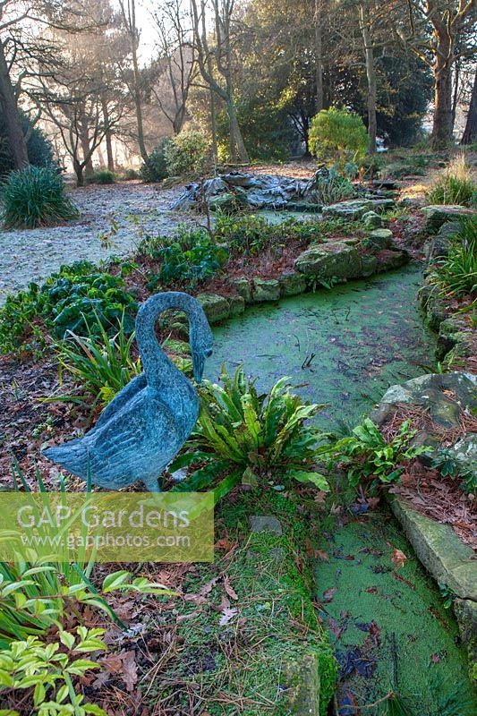 Pond with duckweed and ferns with metal 'Swan' statue, West Sussex