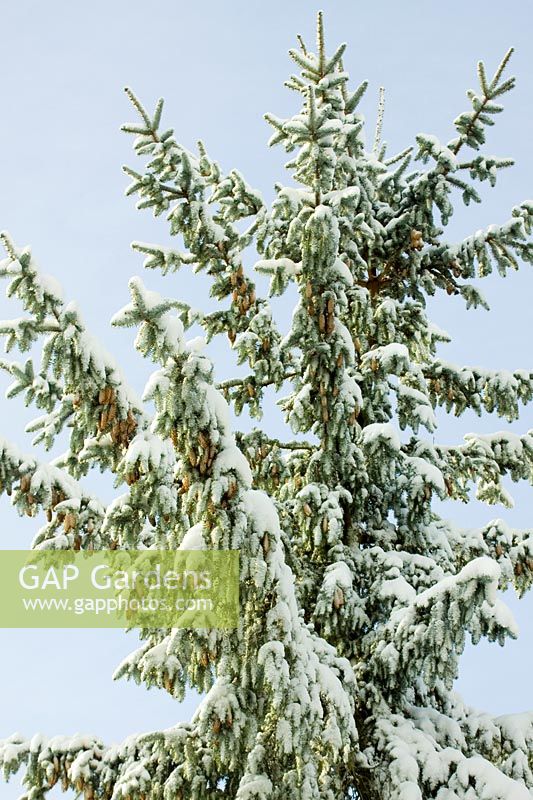 Pinophyta- Conifer tree with cones in snow.