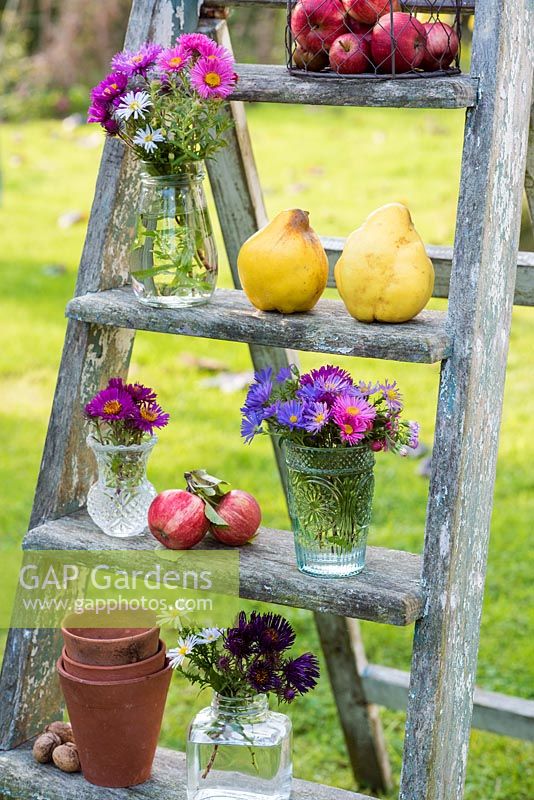 Asters in glass jars with quinces and apples on stepladder